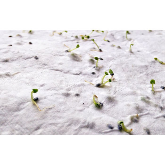 GiftRetail MO6915 - ASIDE Papel sementes de flores A5